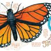 Rosa’s Monarch Butterfly - Image 2