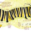 Rosa’s Monarch Butterfly - Image 4